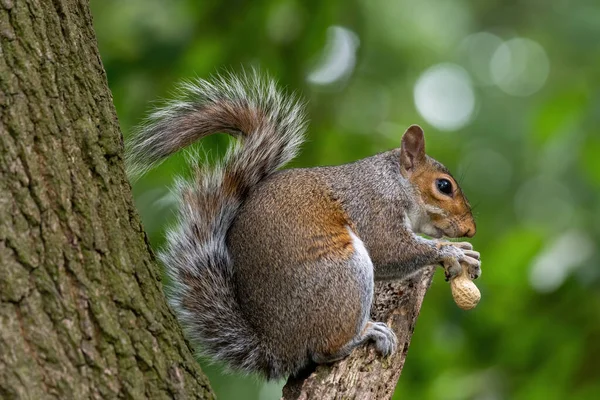 Écureuil Gris Mangeant Des Noix Dans Parc Sciurus Carolinensis — Photo