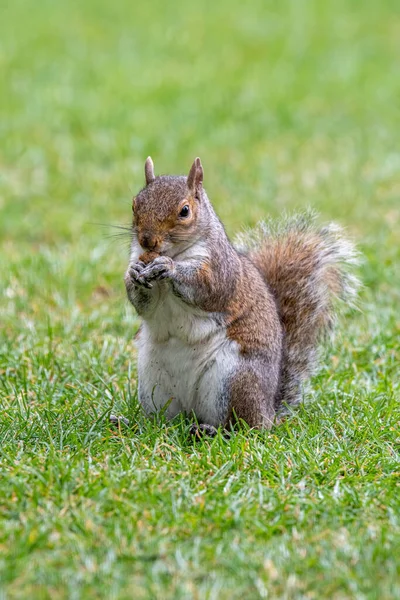 Eastern Gray Squirrel Eating Nut Park Sciurus Carolinensis — Stockfoto