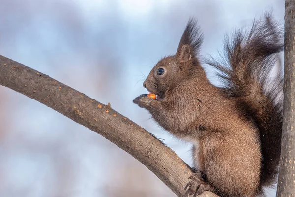 Wschodnia Szara Wiewiórka Sciurus Carolinensis Jedząca Gałęzi Drzewa Skupienie Selektywne — Zdjęcie stockowe