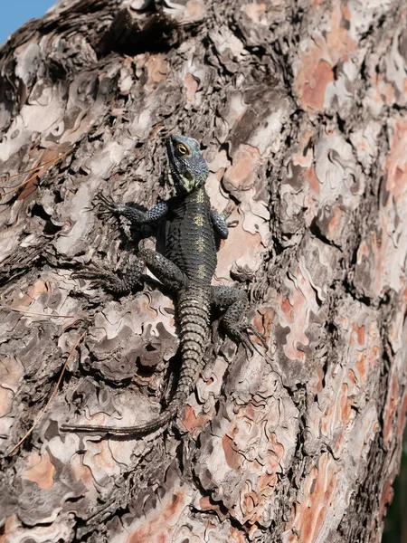 Sling Tailed Agama Stellagama Stellio Subspecies Cypriaca Endemic Subsp Island — Stock Photo, Image