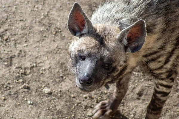 Gestreifte Hyäne Hyaena Hyaena Sultana Afrikanisches Tier — Stockfoto