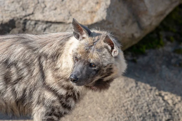 Hiena Rayada Hyaena Hyaena Sultana Animales Africanos — Foto de Stock