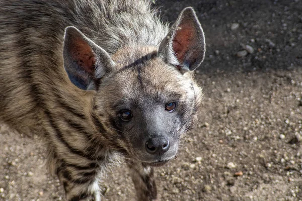 Csíkos Hiéna Hyaena Hyaena Sultana Afrikai Állat — Stock Fotó