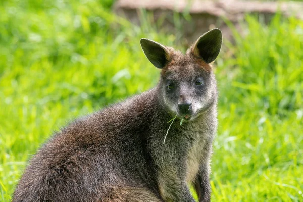 Fűvel Táplálkozó Mocsári Wallaby Wallabia Bicolor — Stock Fotó