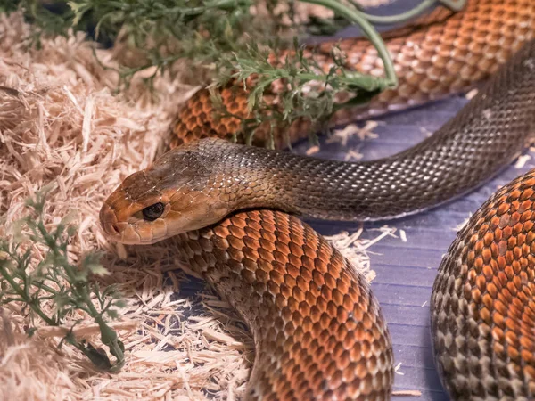 Der Taipan Gilt Als Eine Der Gefährlichsten Schlangen Der Welt — Stockfoto