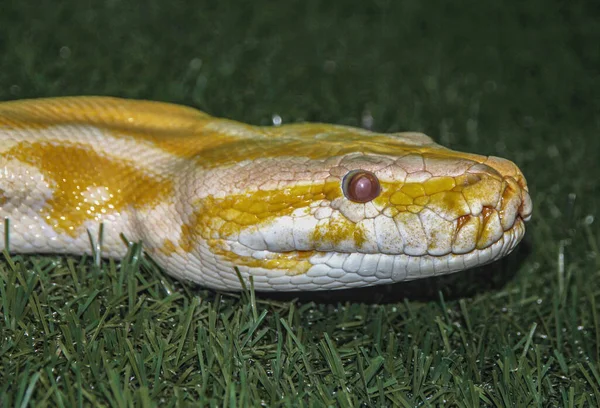 Große Tigeralbino Pythonschlange Python Molurus Bivittatus — Stockfoto