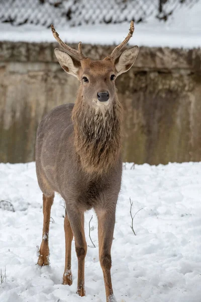 Photo Rapprochée Cerf Sika Vietnamien Mâle Pseudaxis Cervus Nippon — Photo