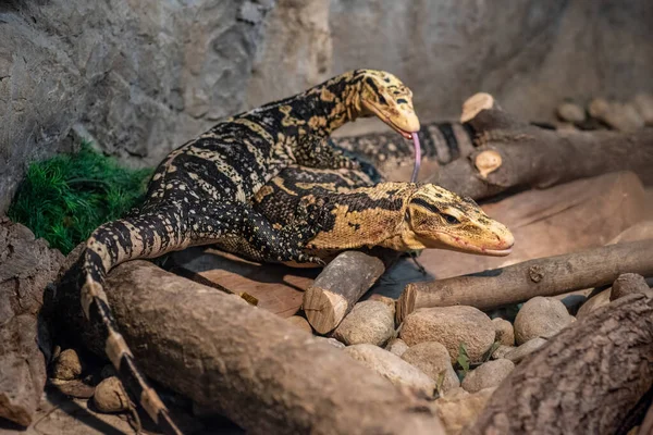 Sarı başlı su monitörü (Varanus cumingi) Cuming 'in su monitörü olarak da bilinir. Vahşi yaşam hayvanı..