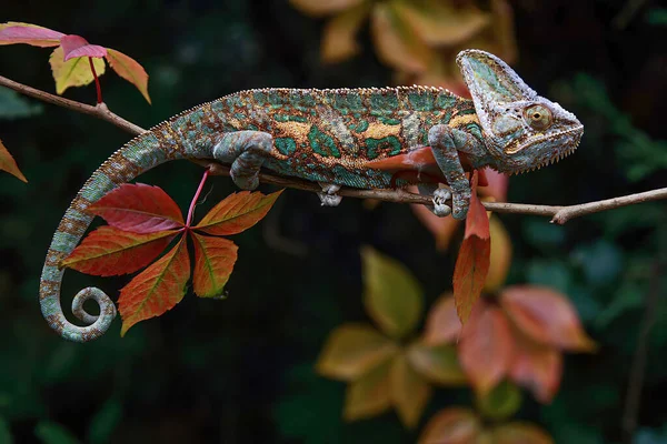 Chamaeleo Calyptratus Uma Espécie Camaleão Que Habita Península Arábica Arábia — Fotografia de Stock