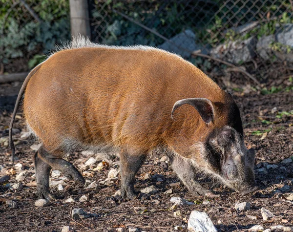 Cerdo Rojo Del Río Potamochoerus Porcus También Conocido Como Cerdo — Foto de Stock