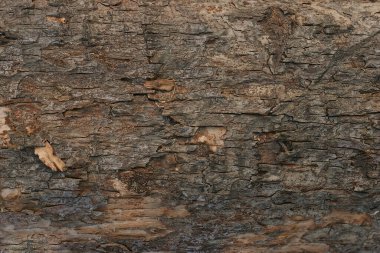 Grunge ahşap çit desenli. arka plan dokusu. Retro ahşap masa