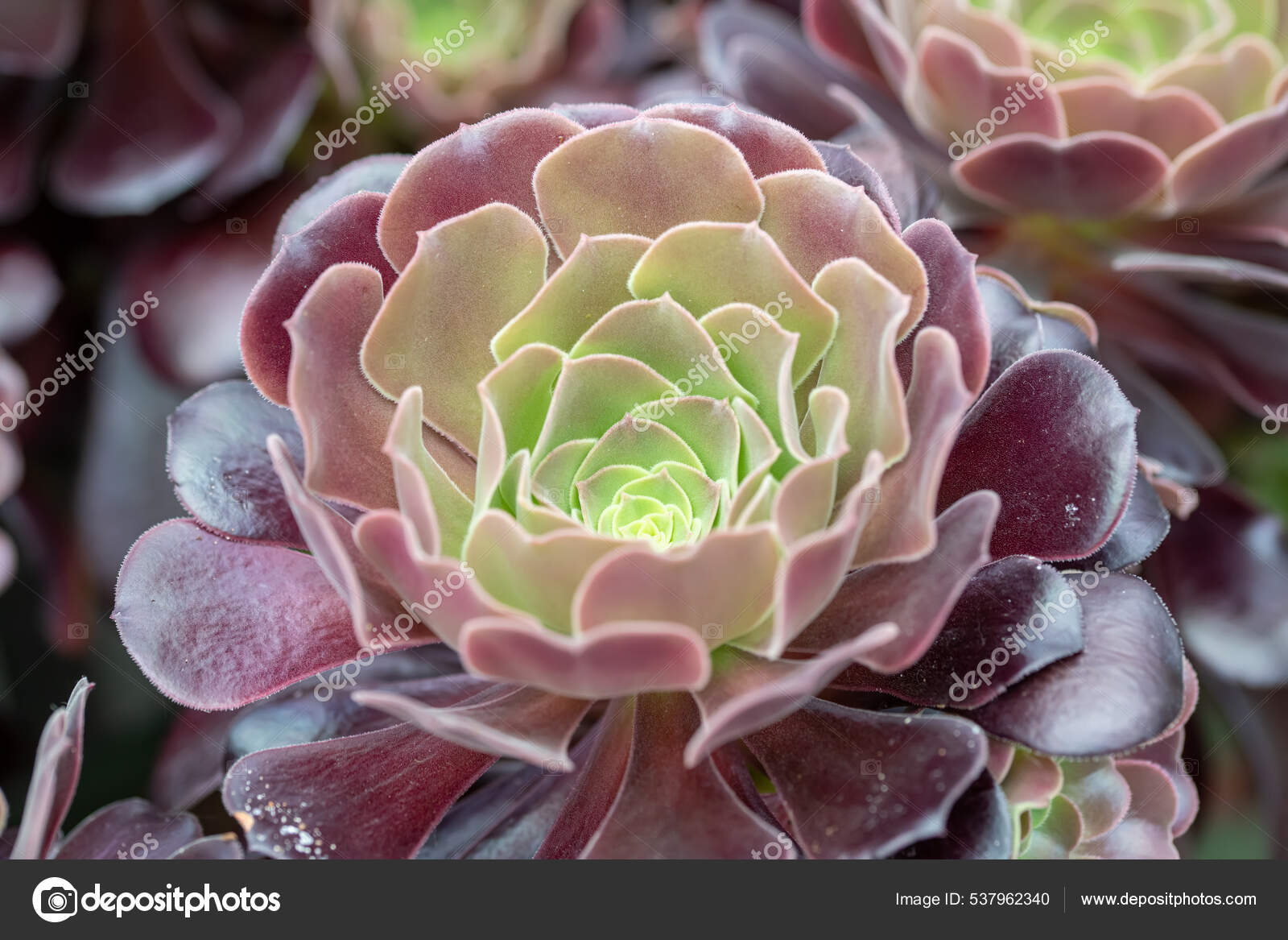 Aeonium Arboreum Древесный Эониум Древесный Хауселек Ирландская.