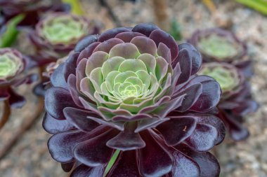 Aeonyum arboreum (Aeonium aeonium, ağaç Houseleek veya İrlanda gülü), çiçekli bitki familyası Crassulaceae 'de bulunan sulu, subtropikal bir çalılıktır. Not: Sığ alan derinliği