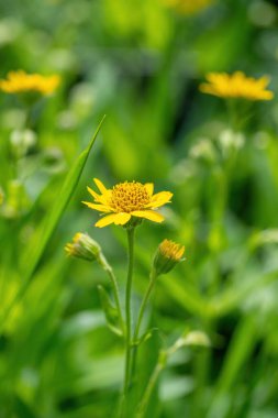 Sarı Arnica (Arnica Montana) bitkisi güzel bokeh ile çiçek açar. Not: Sığ alan derinliği