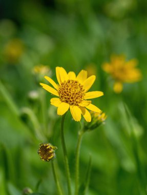 Sarı Arnica (Arnica Montana) bitkisi güzel bokeh ile çiçek açar. Not: Sığ alan derinliği