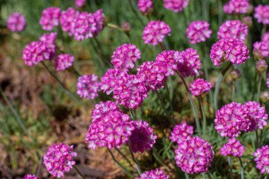 Pembe çiçekli bir demet Armeria maritima, yaygın olarak thrift, deniz taşı ya da deniz pembesi olarak bilinir, Plumbaginaceae familyasındaki çiçek açan bitki türü. 