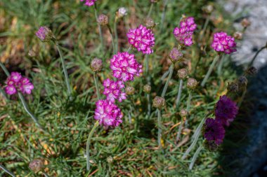 Pembe çiçekli bir demet Armeria maritima, yaygın olarak thrift, deniz taşı ya da deniz pembesi olarak bilinir, Plumbaginaceae familyasındaki çiçek açan bitki türü. 