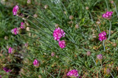 Pembe çiçekli bir demet Armeria maritima, yaygın olarak thrift, deniz taşı ya da deniz pembesi olarak bilinir, Plumbaginaceae familyasındaki çiçek açan bitki türü. 