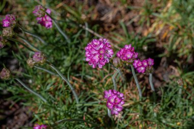 Pembe çiçekli bir demet Armeria maritima, yaygın olarak thrift, deniz taşı ya da deniz pembesi olarak bilinir, Plumbaginaceae familyasındaki çiçek açan bitki türü. 