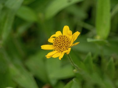 Sarı Arnica (Arnica Montana) bitkisi güzel bokeh ile çiçek açar. Sığ alan derinliği