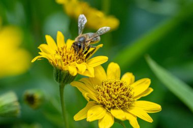 Arnica Arnica (Arnica Montana) bitkisi güzel bir bokeh ile çiçek açar. Not: Sığ alan derinliği