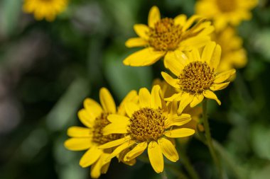 Sarı Arnica (Arnica Montana) bitkisi güzel bokeh ile çiçek açar. Not: Sığ alan derinliği