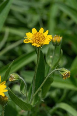 Sarı Arnica (Arnica Montana) bitkisi güzel bokeh ile çiçek açar. Sığ alan derinliği