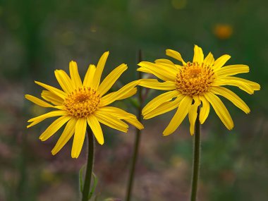 Sarı Arnica (Arnica Montana) bitkisi güzel bokeh ile çiçek açar. Sığ alan derinliği
