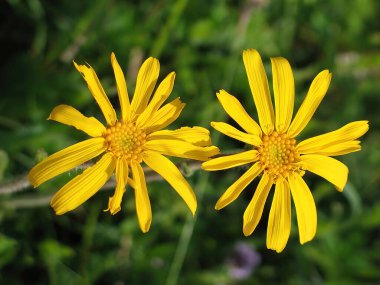 Sarı Arnica (Arnica Montana) bitkisi güzel bokeh ile çiçek açar. Sığ alan derinliği