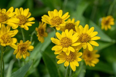 Sarı Arnica (Arnica Montana) bitkisi güzel bokeh ile çiçek açar. Not: Sığ alan derinliği
