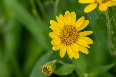 Sarı Arnica (Arnica Montana) bitkisi güzel bokeh ile çiçek açar. Not: Sığ alan derinliği