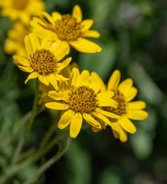 Sarı Arnica (Arnica Montana) bitkisi güzel bokeh ile çiçek açar. Sığ alan derinliği