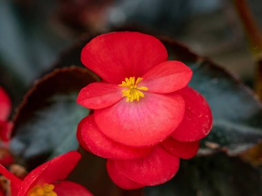 Balmumu begonya olarak da bilinen Begonya semperfloren bitkisinin parlak kırmızı çiçeği.