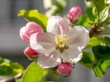 Çiçekli bir armut dalında pembe küçük çiçekler. Narin çiçeklenme ve baharın baş döndürücü kokusu