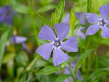 Daha az mavi menekşe, Vinca küçük çiçekleri ve yaprakları, Avrupa 'ya özgü Apocynaceae familyasından bir çiçek cinsidir.