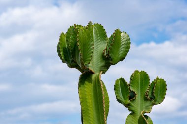 Mavi gökyüzünde taze sulu kaktüsler. Yeşil bitki kaktüsü.