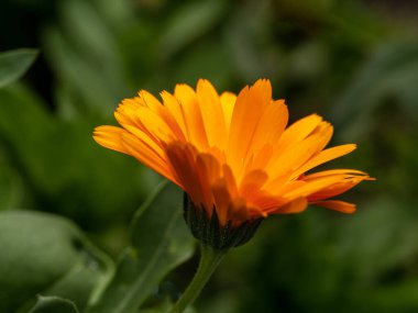 Bulanık yeşil arka planda yapraklı çiçek (Calendula officinalis, pot, bahçe veya İngiliz kadife çiçeği).