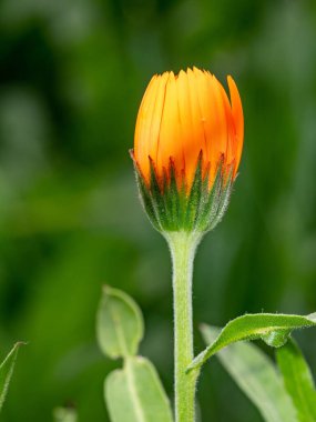 Bulanık yeşil arka planda yapraklı çiçek (Calendula officinalis, pot, bahçe veya İngiliz kadife çiçeği).