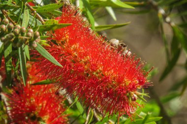 Kırmızı renkli dikenli şişe fırçası çalısı (Callistemon)