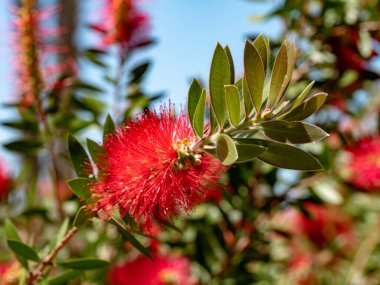 Kırmızı kırmızı Callistemon Citrinus çiçekli çalı, avustralya yerli bitki yaygın şişe fırçası olarak bilinen