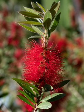 Kırmızı kırmızı Callistemon Citrinus çiçekli çalı, avustralya yerli bitki yaygın şişe fırçası olarak bilinen