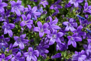 Campanula persicifolia (Çan Çiçeği şeftali yaprakları, Campanula Farsça veya sopa Jacob), yaz bahçesinde mor çan çiçekleri