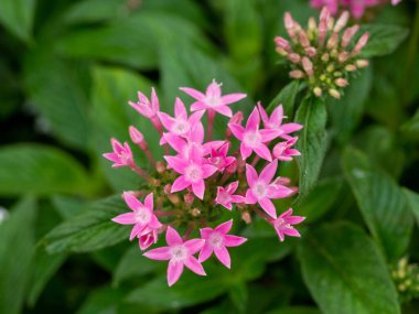 Yaygın bir Centaurium eritraea.Macro iğnesi.