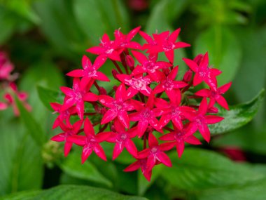 Yaygın bir Centaurium eritraea.Macro iğnesi.