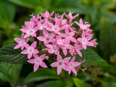 Yaygın bir Centaurium eritraea.Macro iğnesi.