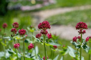 Küçük, trompet şeklinde pembe çiçekli veya kırmızı kediotu desenli 