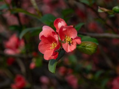 Parlak Japon ayva çiçekleri ya da Chaenomeles japonica. Bulanık yeşil arka planda kırmızı çiçeklerle kaplı bir dal.