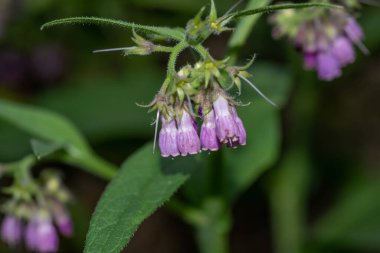Comfrey çiçekleri, Symphytum officinale