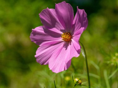 Pembe yaz kozmosu çiçeği - Latin Cosmos Bipinnatus 'ta - yaz çayırında, kozmos çiçeğine seçici bir odak. 