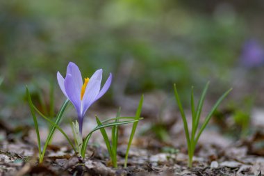 İlkbaharda mor Crocus Çiçeği 'ni seyret. Doğa ve Çiçek Arkaplanı Seçmeli Odaklanma